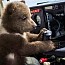 Автор объявления Анатолий